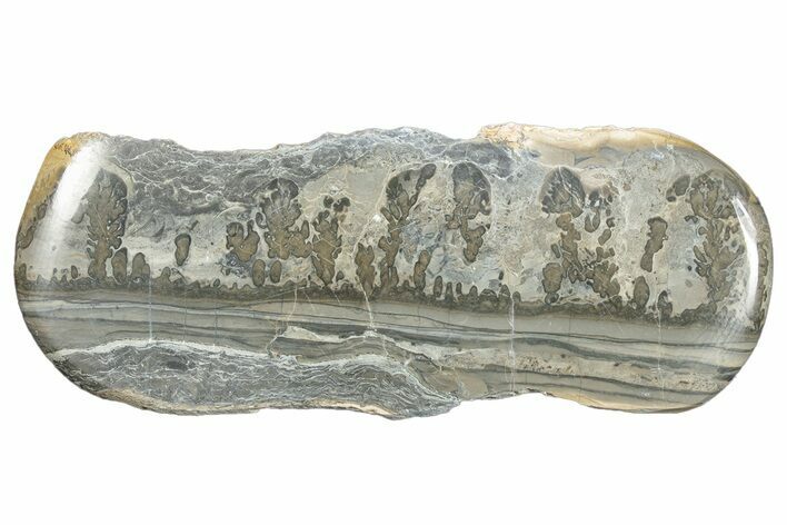 Triassic Aged Stromatolite Fossil - England #285801